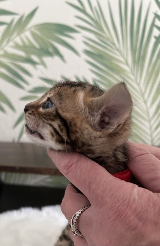 Arkadian Bengals photo 2