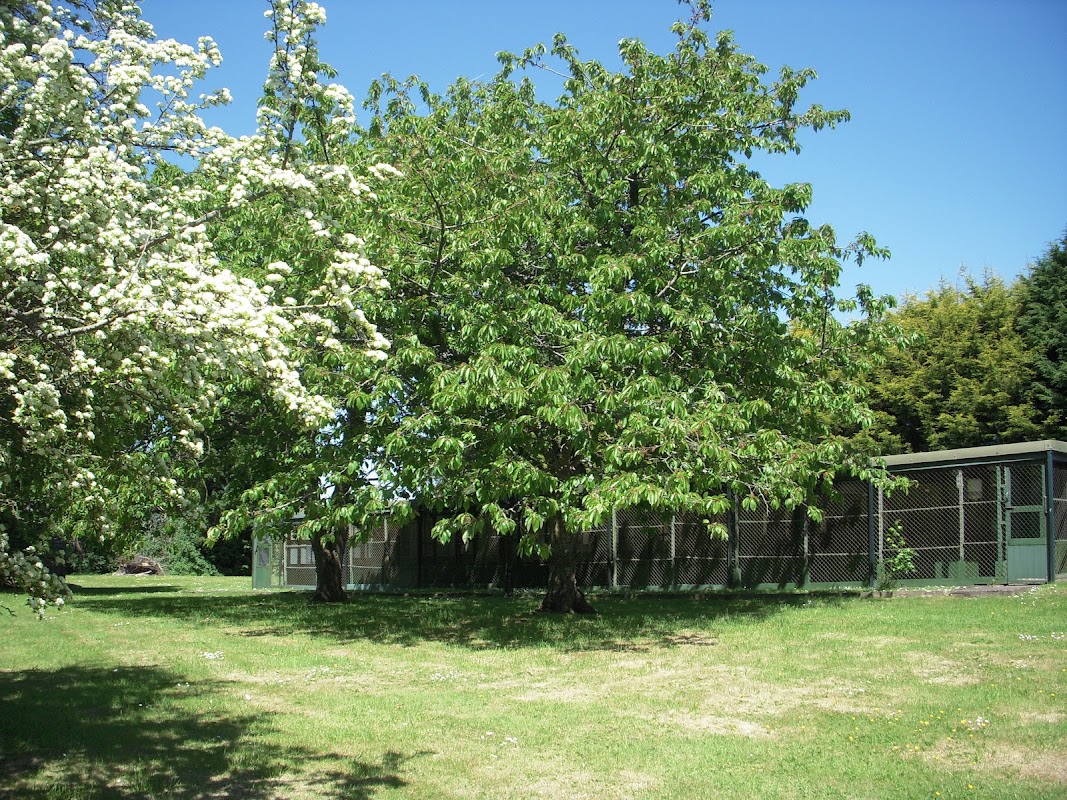 Cleracres Cattery Ltd photo 1
