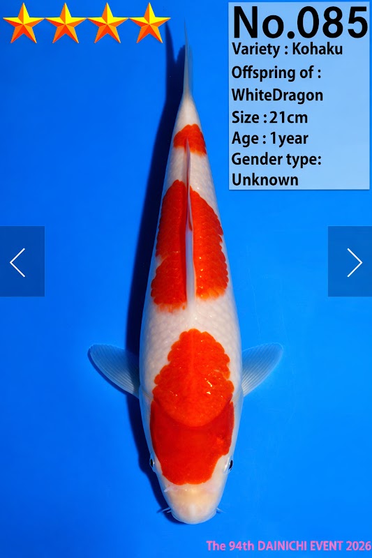 SJ Koi Carp in kent