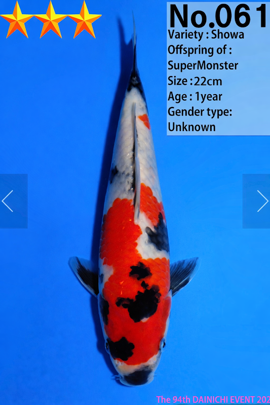SJ Koi Carp in kent photo 2