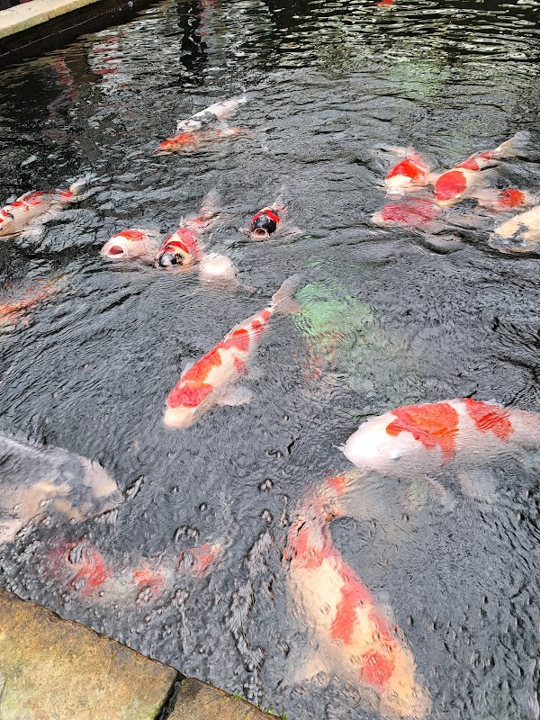 The Koi Collection