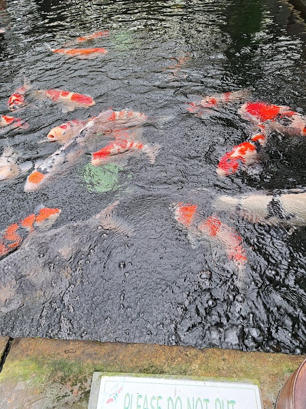 The Koi Collection photo 2