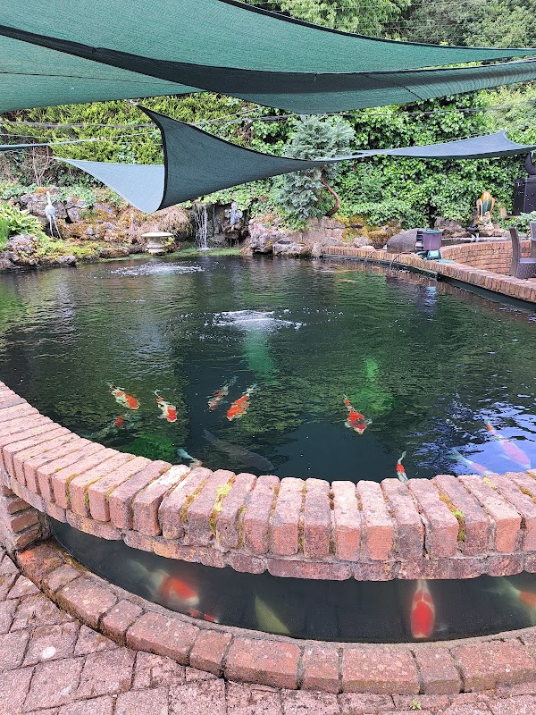 The Koi Collection photo 3