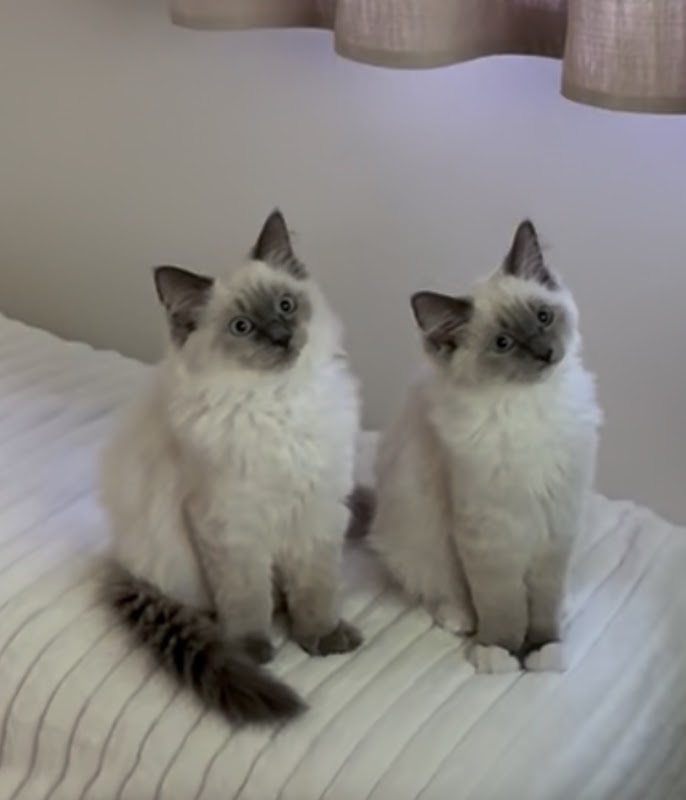 WITHRAGDOLLS - GCCF registered purebred Ragdoll