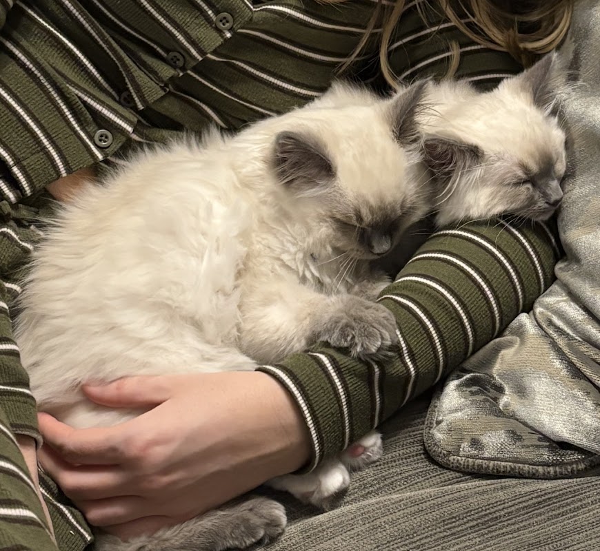 WITHRAGDOLLS - GCCF registered purebred Ragdoll photo 1
