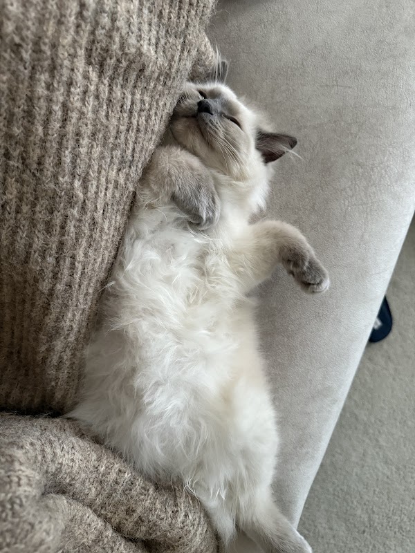 WITHRAGDOLLS - GCCF registered purebred Ragdoll photo 2