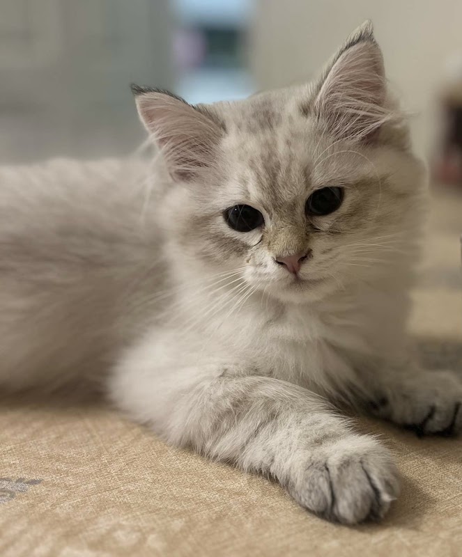 Addocats Siberian and Neva Masquerade cats and kittens photo 3