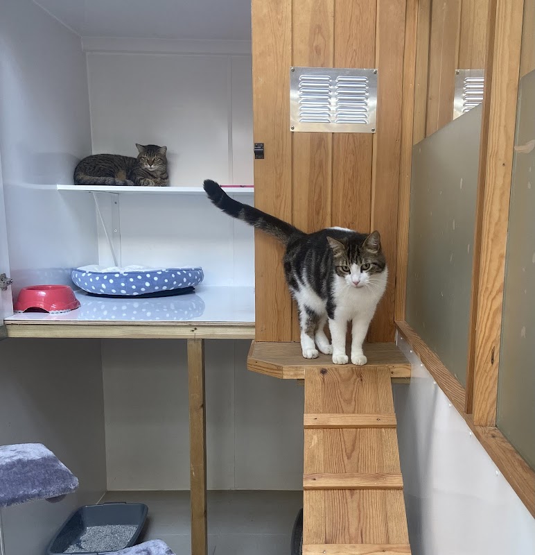 The Old Mistal Cattery photo 1