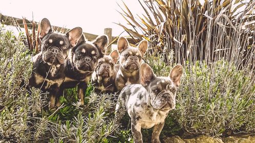 Strictly Come Frenchies