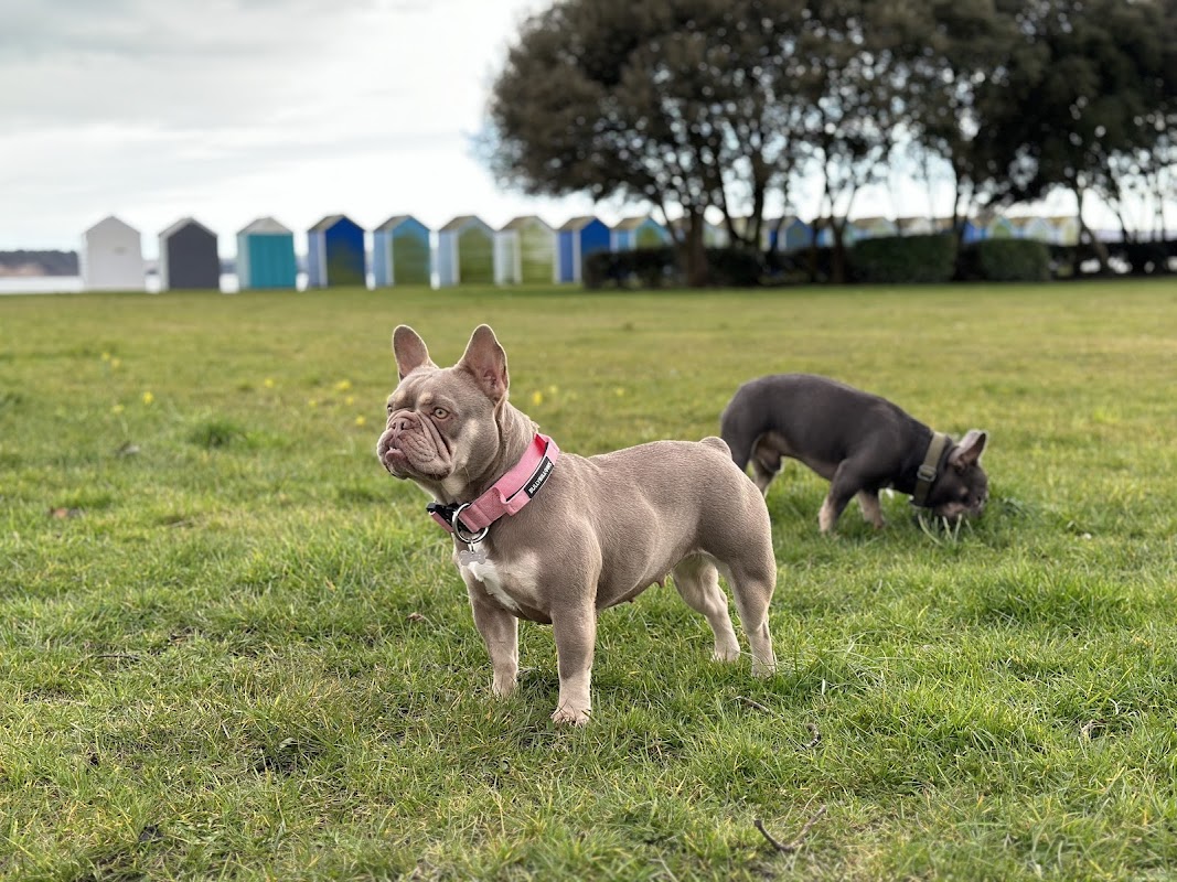 Strictly Come Frenchies photo 2