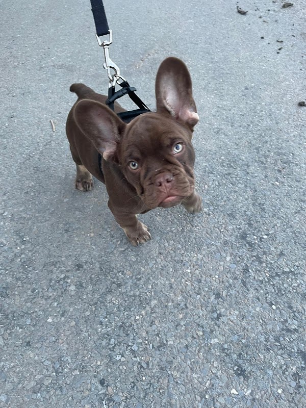 Strictly Come Frenchies photo 3