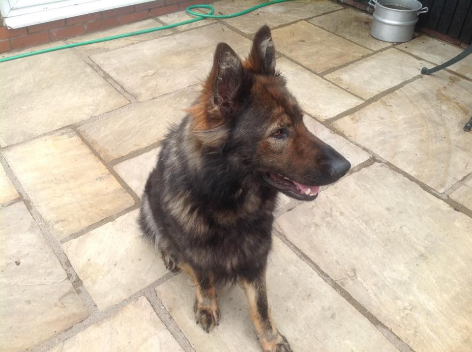 Nessbree German Shepherds