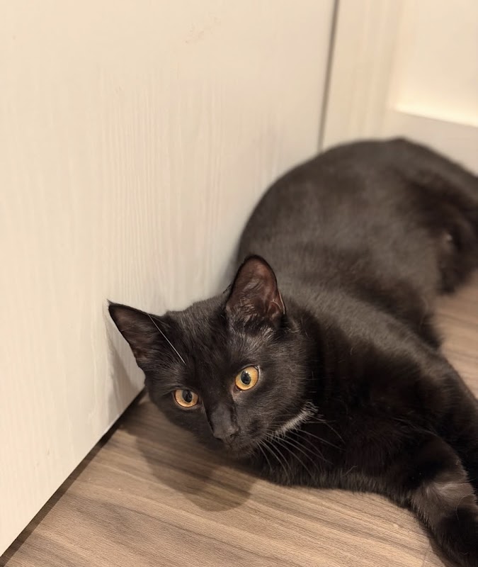 The Birmingham Boutique Cattery photo 2