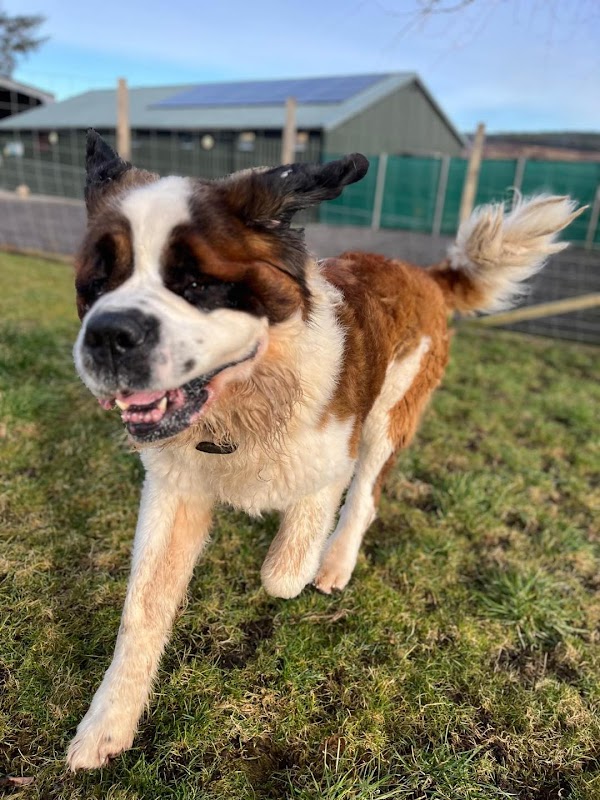 Banscol Kennels photo 2