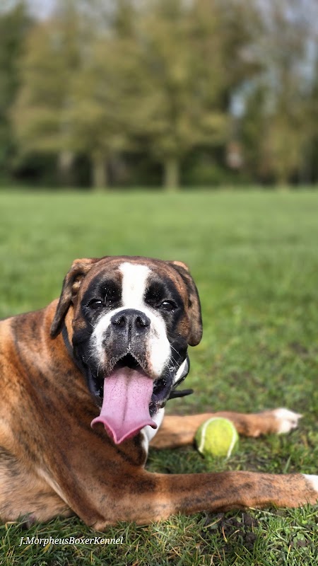 MorpheusBoxerTraining