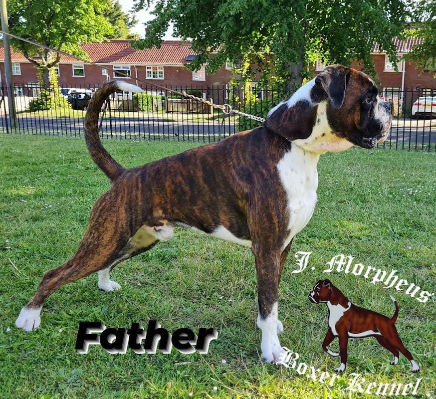 MorpheusBoxerTraining photo 1