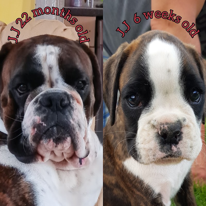 MorpheusBoxerTraining photo 3
