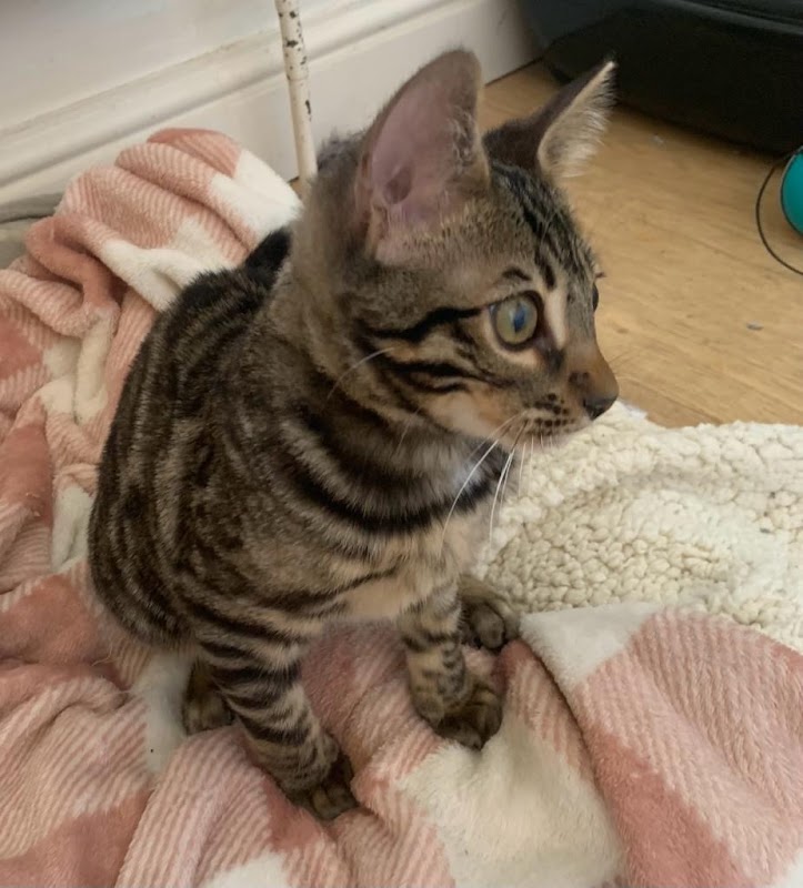 Silverglitz Bengals cat breeder photo 1