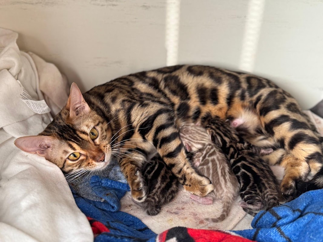 Silverglitz Bengals cat breeder photo 2