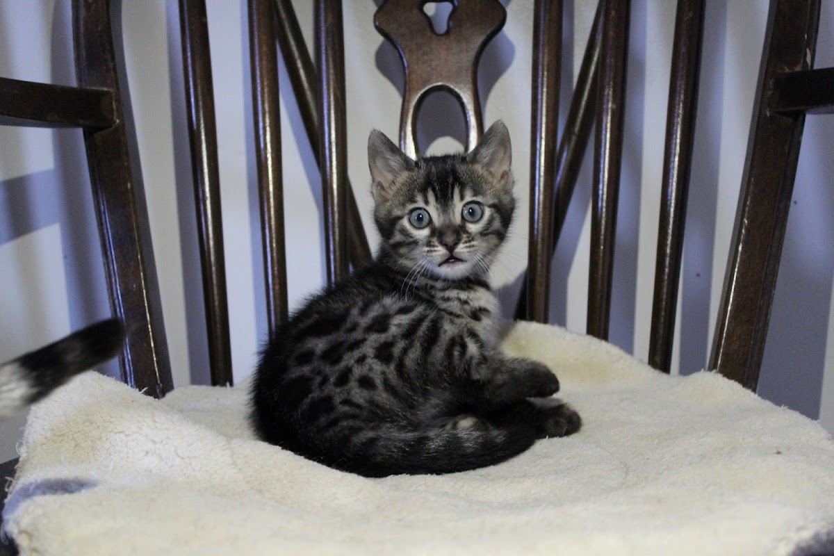 Winrosa Bengal and Savannah Cats