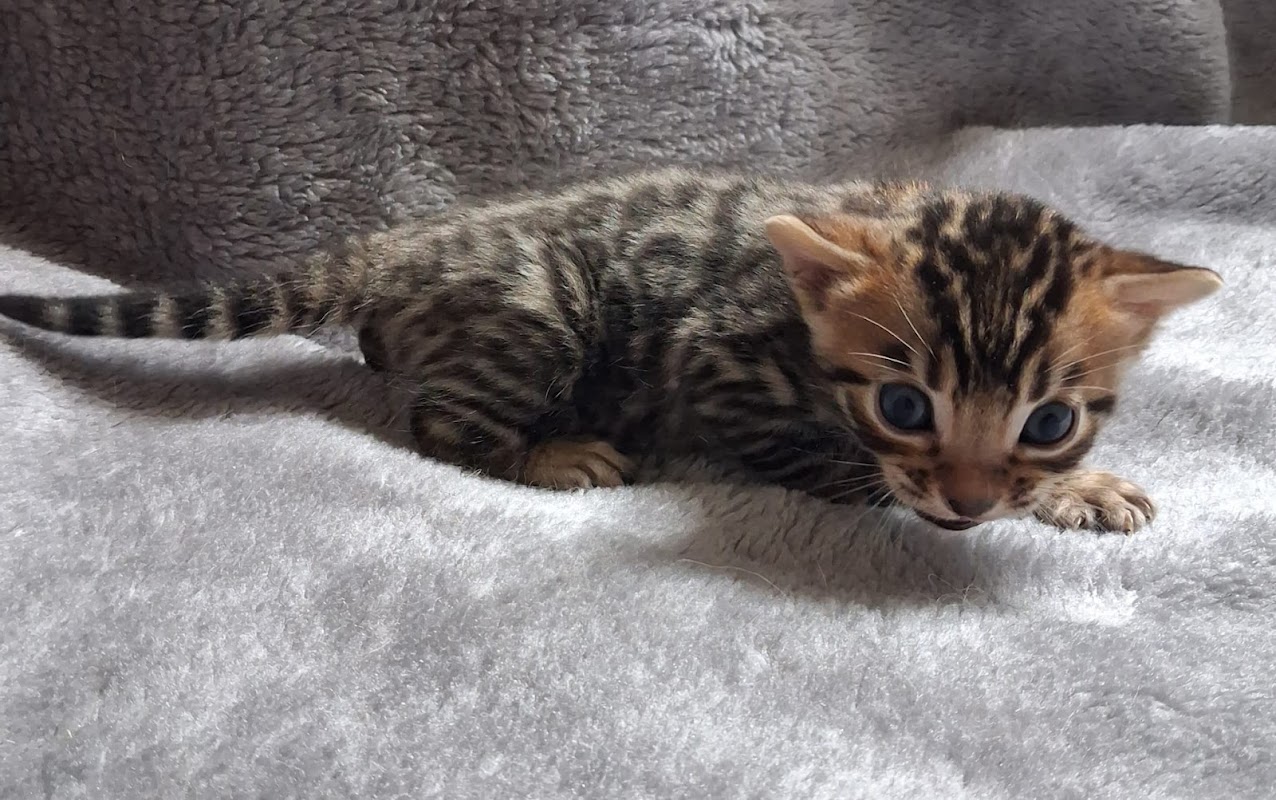 Winrosa Bengal and Savannah Cats photo 3