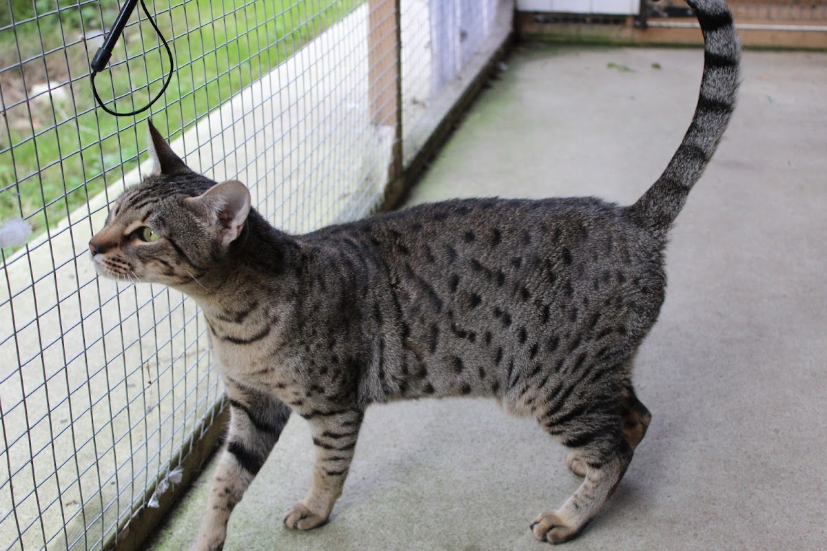 Winrosa Bengal and Savannah Cats photo 2