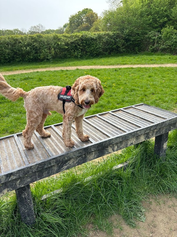 Pawfect Horsham Dogs photo 1