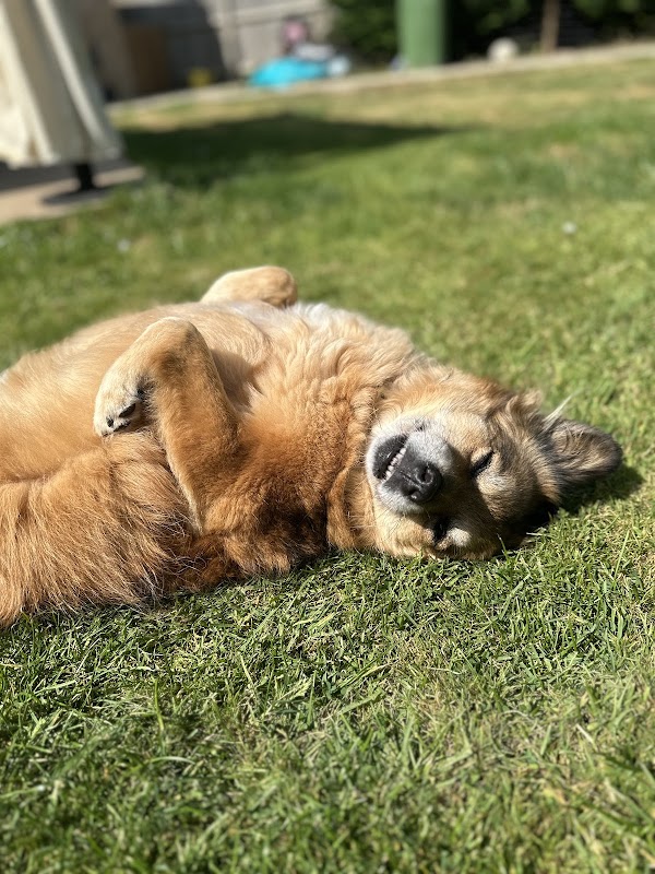 Pawfect Horsham Dogs photo 3