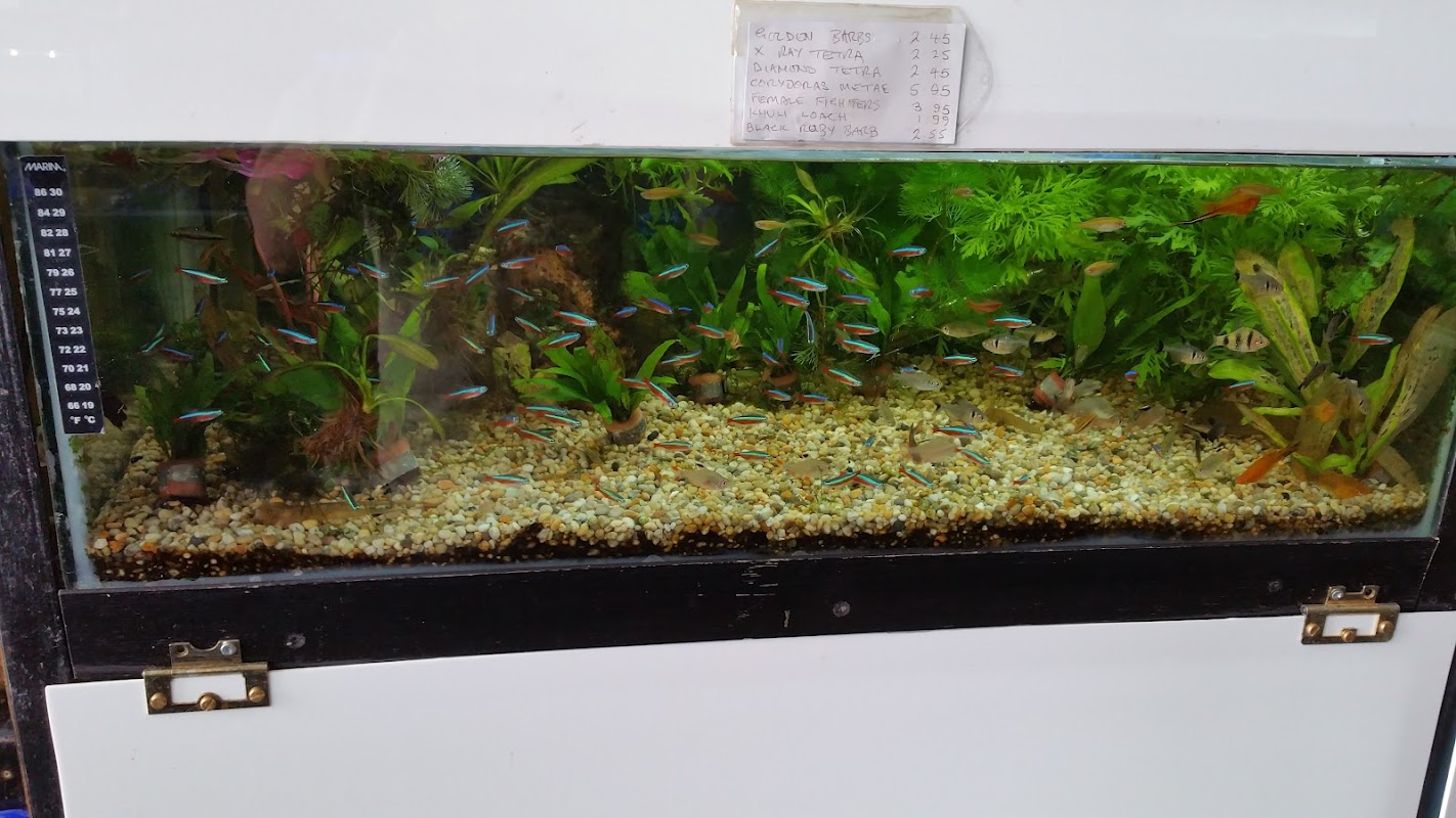 Goldfin Aquarium photo 2