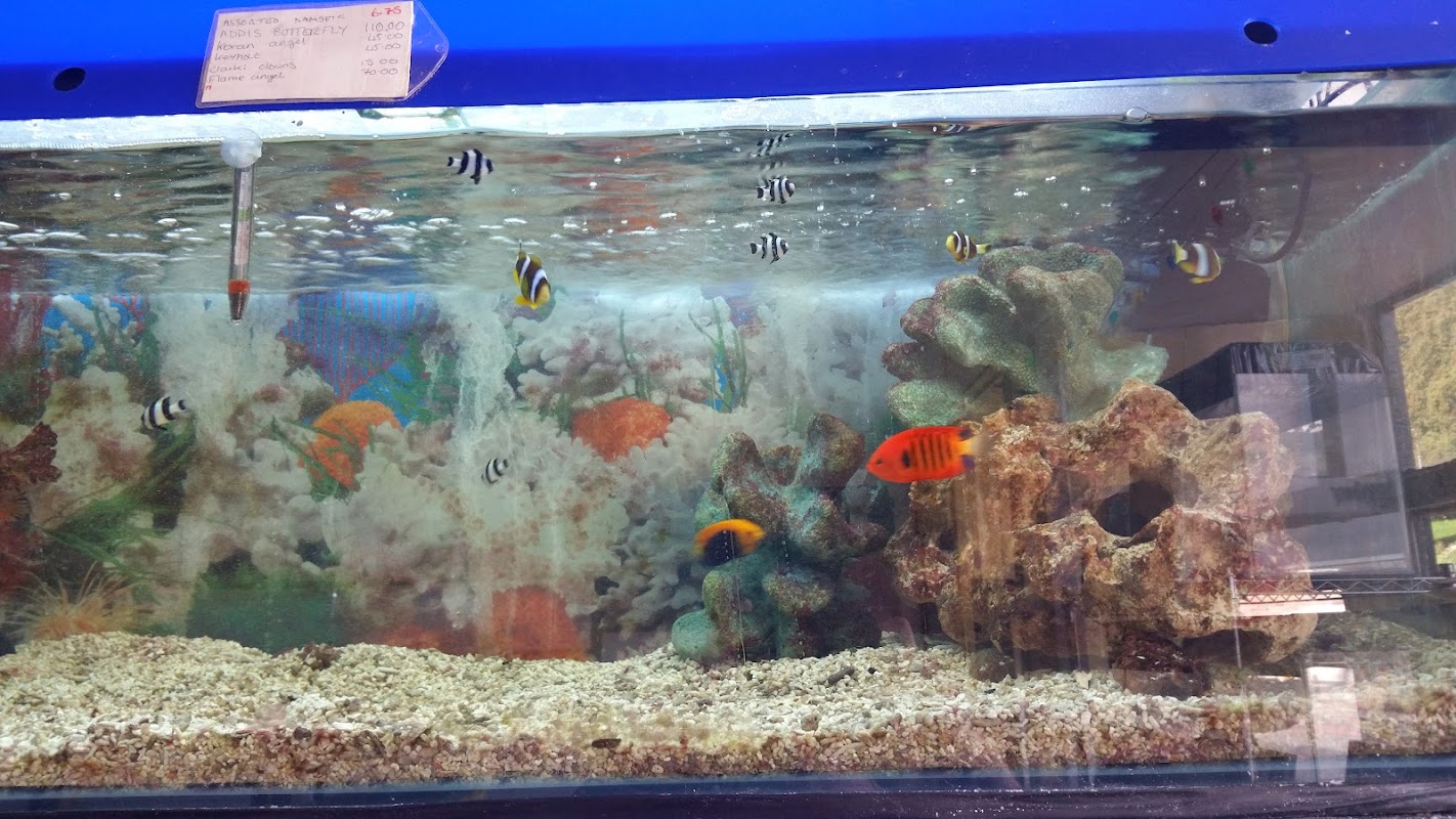 Goldfin Aquarium photo 1