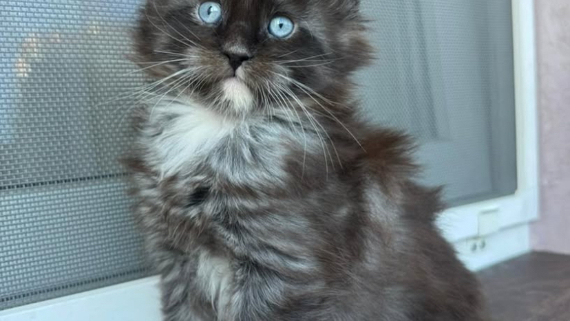 Mainecoon kittens for adoption photo 2