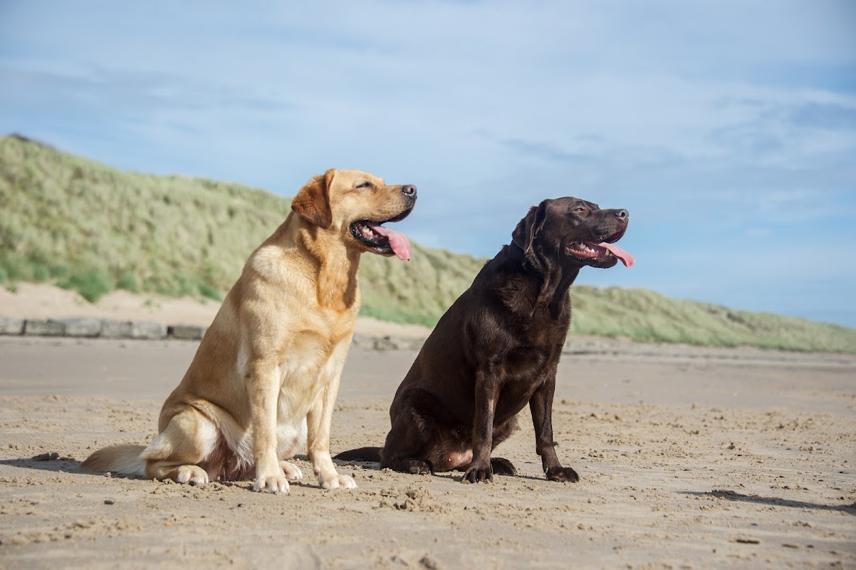 The Wandering Dog photo 1