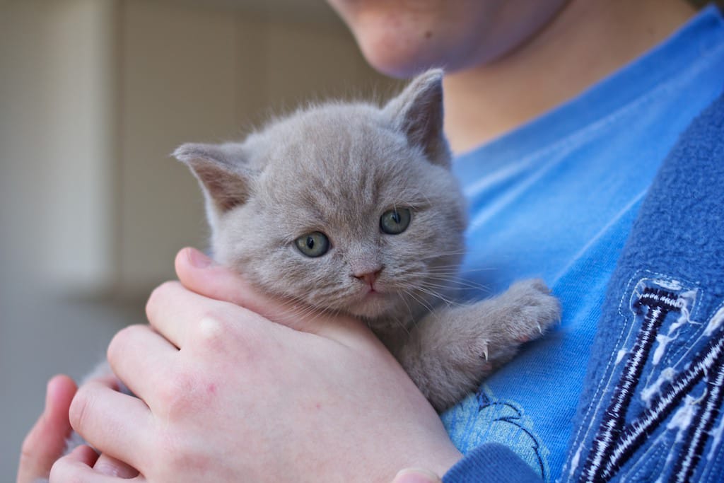 British Shorthair Kitten