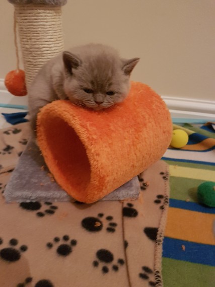 British Shorthair Kitten photo 1