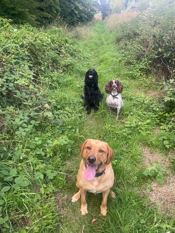 PippinsPlace Dogs photo 3