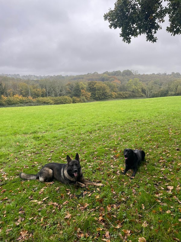 PippinsPlace Dogs photo 2