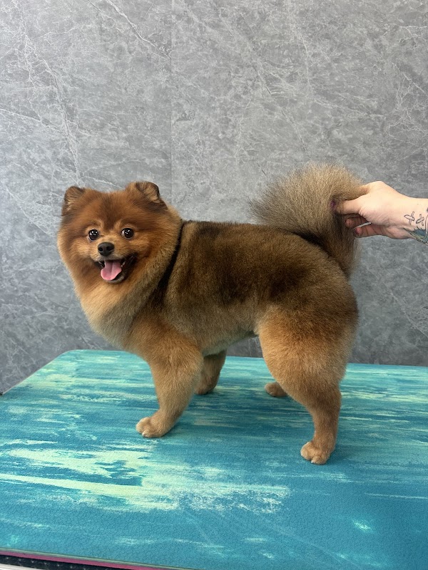 Boujee Dogs photo 3