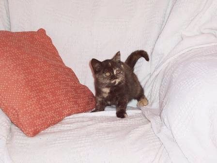 Vinery British Shorthairs