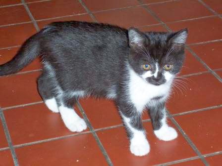 Vinery British Shorthairs photo 2