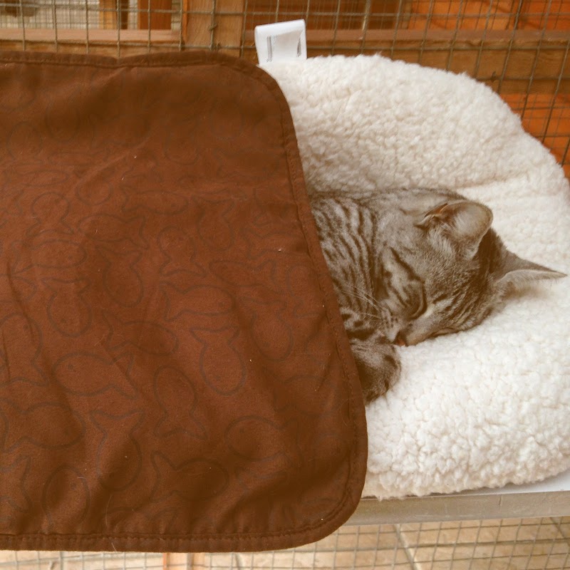 Pinewood Cattery