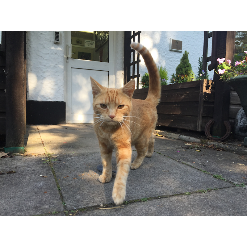 Pinewood Cattery photo 2