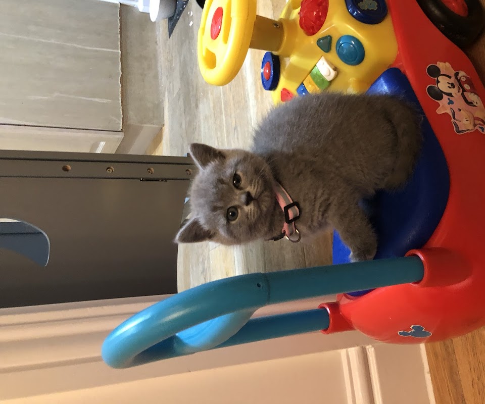 British shorthair kittens