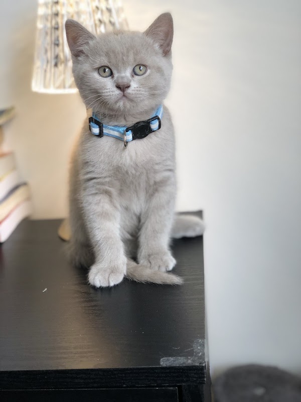 British shorthair kittens photo 2