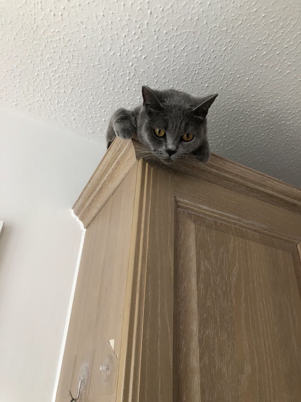 British shorthair kittens photo 3