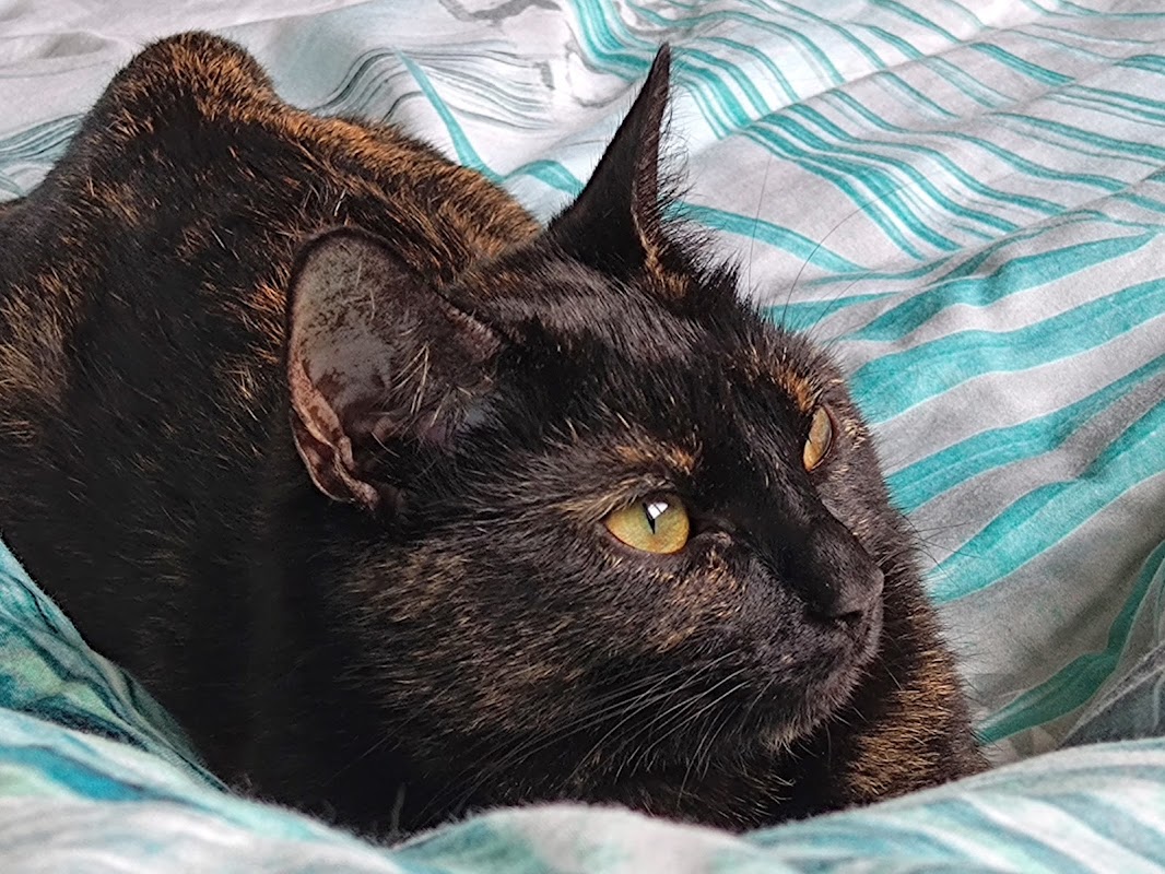 Coventry Cattery photo 2