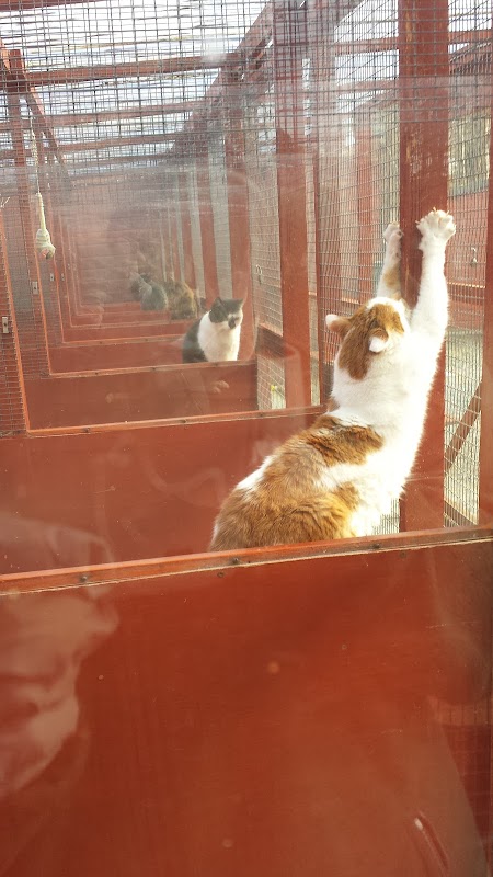 Balgonie Mews Cattery photo 1