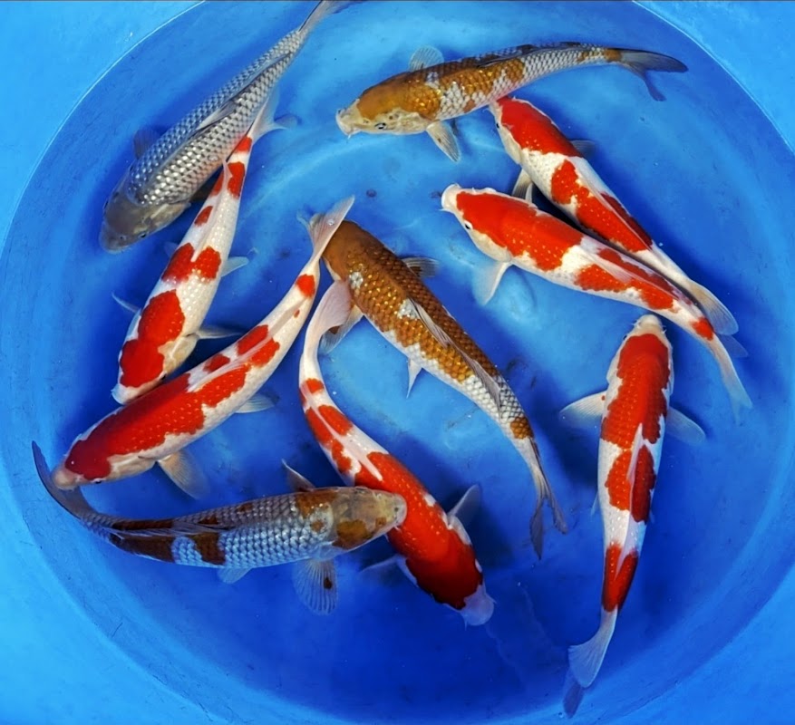 S&C Koi photo 2