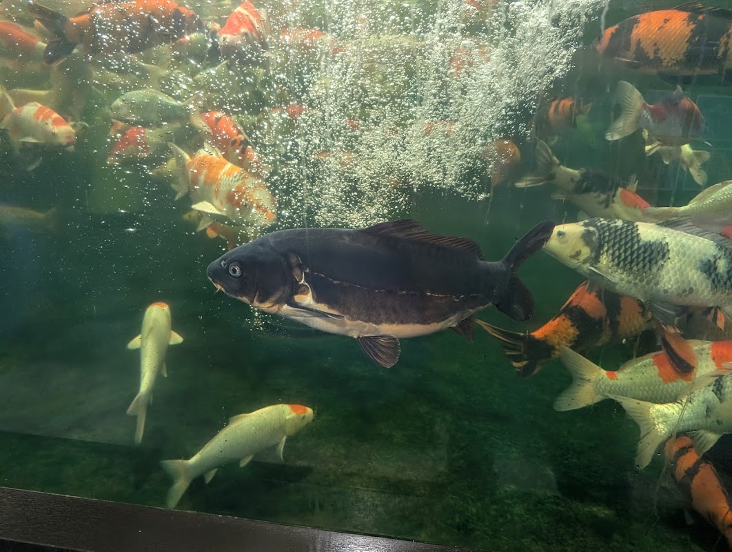 S&C Koi photo 3