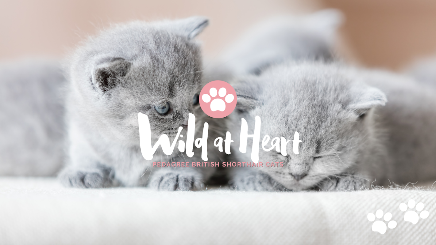 Wild At Heart British Shorthair Cats