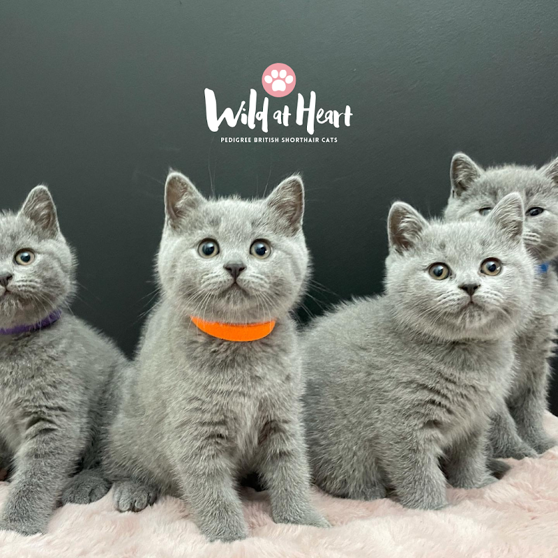Wild At Heart British Shorthair Cats photo 2